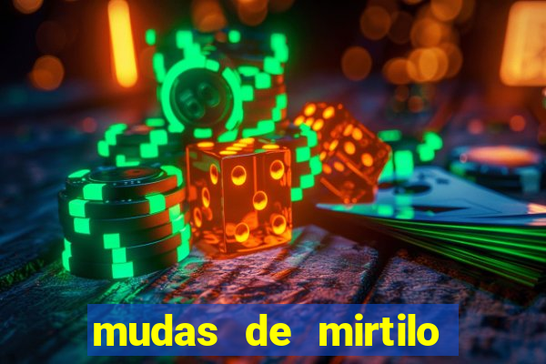 mudas de mirtilo em porto alegre